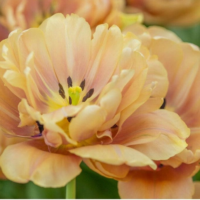 Tulpan 'La Belle Epoque' (premium) 5-pack