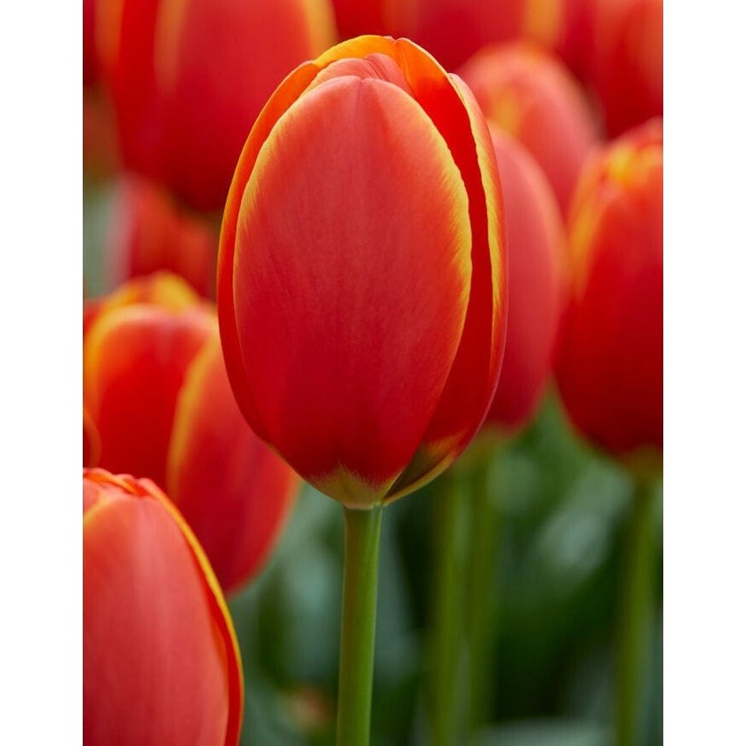 Tulpan Darwin Hybride Mixed 10-pack
