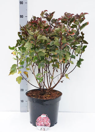 Punalehtinen spirea - Physocarpus op. Red Baron, 40-60 cm - Barrot - 25 Pack - Ilmainen toimitus 