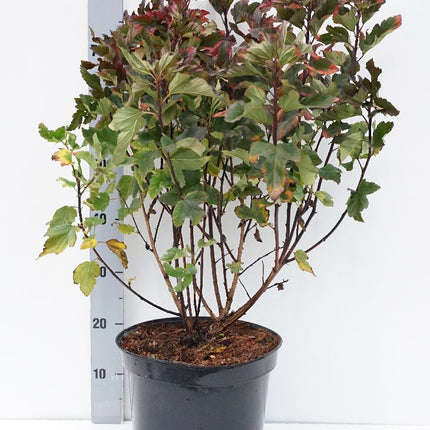 Rödbladig smällspirea -  Physocarpus op. Red Baron, 40-60 cm - Barrot - 25 Pack - Fraktfritt
