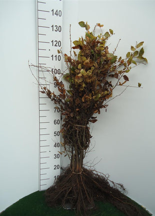 Hawthorn - Carpinus Betulus, 80-100 cm - Barroot - 25 Pack - Ilmainen toimitus 
