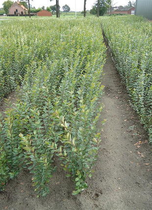 Hedge oxberry - Cotoneaster lucidus, 40-60 cm - Barrot - 25 Pack - Gratis forsendelse 