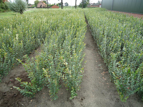 Hedge oxberry - Cotoneaster lucidus, 40-60 cm - Barrot - 25 Pack - Gratis forsendelse 