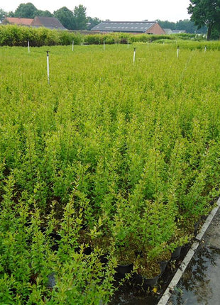 Løse planter Liguster Vulgare Atrovirens Standard - I potte - Fra 30 cm til 150 cm