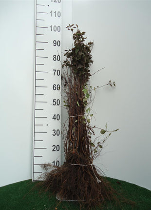 Bouquet spirea - Spiraea vanhouttei, 60-80 cm - Barrot - 25 Pack - Ilmainen toimitus 