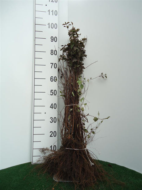 Bouquet spirea - Spiraea vanhouttei, 60-80 cm - Barrot - 25 Pack - Gratis forsendelse 