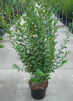 Privet Ovalifolium leveälehtinen - Ruukku - 30 cm - 150 cm