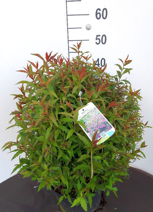 Rose spirea - Spiraea jap. Anthony Waterer, 15-30 cm - Barrot - 25 Pack - Ilmainen toimitus 