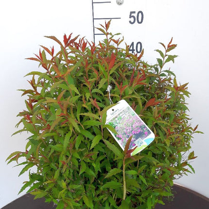 Rosenspirea -  Spiraea jap. Anthony Waterer, 15-30 cm - Barrot - 25 Pack - Fraktfritt
