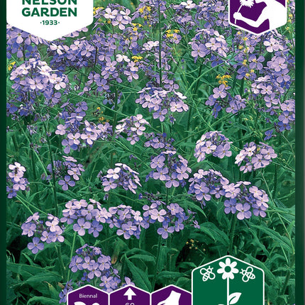 Nattviol, Trädgårds-, violett