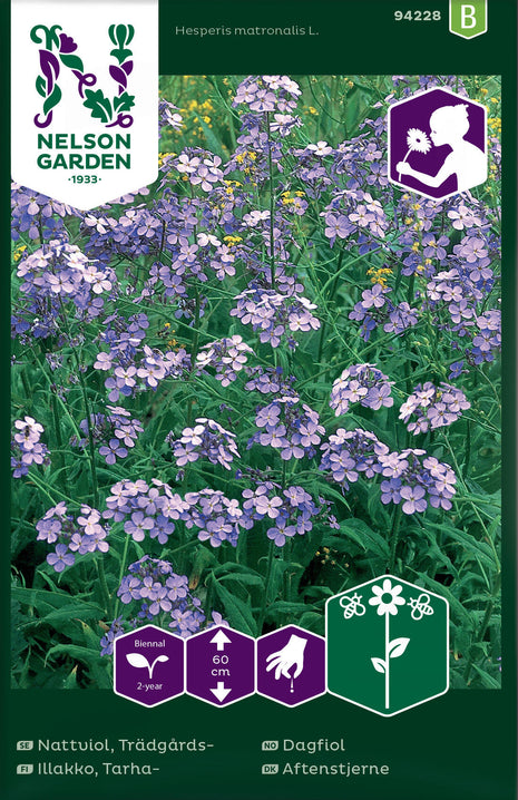 Nattviol, Trädgårds-, violett