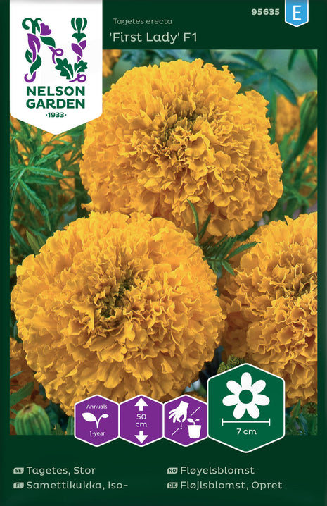 Tagetes, Large, First Lady F1