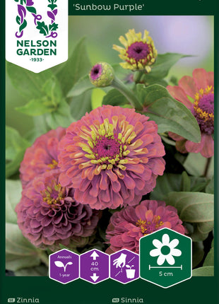 Zinnia, Sunbow Purple