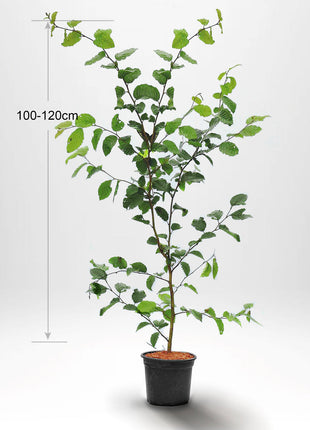 Avenbok"Carpinus betulus" krukodlad 100-120cm Co 2-3