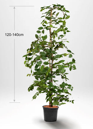Avnbøg "Carpinus betulus", pottedyrket 120-140 cm Co 5-10