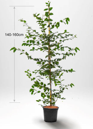 Avnbøg, "Carpinus betulus" pottet 140-160 cm Co 5-10