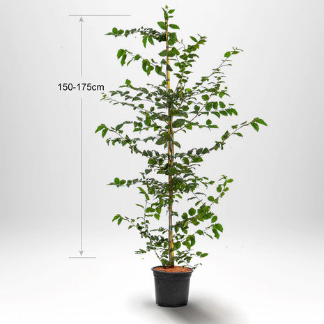 Avnbøg, "Carpinus betulus" pottet 150-175 cm Co 5-10