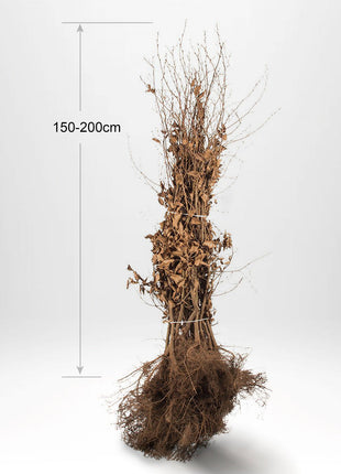 Valkovyökki "Carpinus betulus" 150/200 cm, Barrot - 25 kpl - Ilmainen toimitus