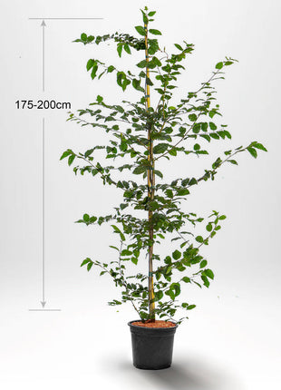 Avnbøg, "Carpinus betulus" potte dyrket 175-200 cm Co 10