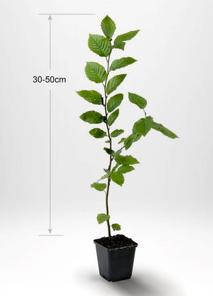 Avenbok,"Carpinus betulus" krukodlad 30-50 cm P9/11