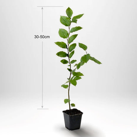 Avnbøg, "Carpinus betulus" pottet 30-50 cm P9/11