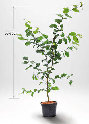 Avenbok,"Carpinus betulus" krukodlad 50-70 cm Co 2-3