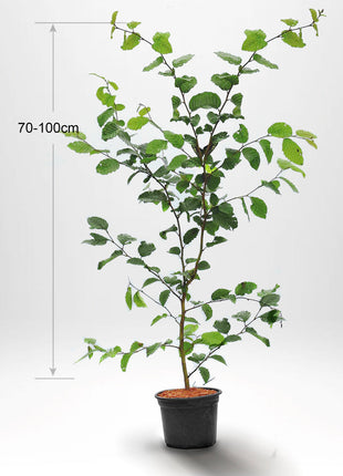 Avenbok,"Carpinus betulus" krukodlad 70-100 cm Co 2-3