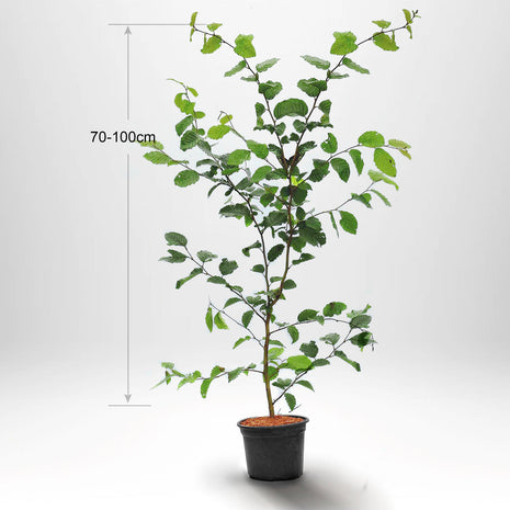 Avnbøg, "Carpinus betulus" pottet 70-100 cm Co 2-3
