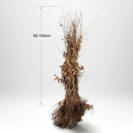 Valkopokki "Carpinus betulus" 80-100 cm, Barrot - 25 kpl - Ilmainen toimitus