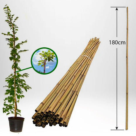 Bambuspind til støtte - 180cm 6/12mm