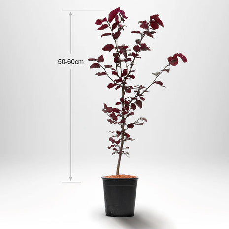 Blodbog, pottedyrket 40/60 cm med støtte - Co 2-3