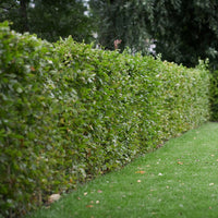 Bok, 100-120 cm - BR » 25 Pack