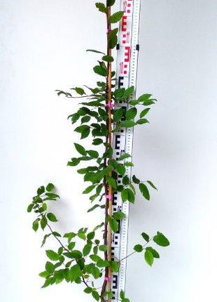 Valkopokki "Carpinus betulus" ruukutettu 100-120cm Co 2-3