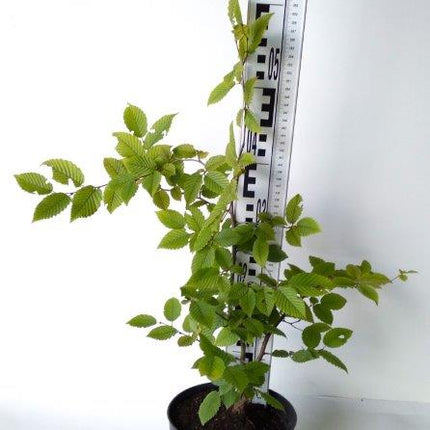 Avenbok,"Carpinus betulus" krukodlad 50-70 cm Co 2-3