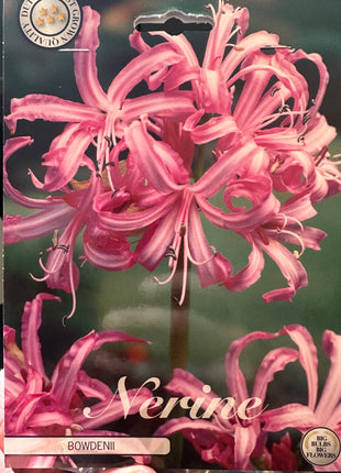 Nerine Bowdenii 2-pak