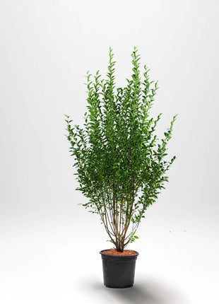 Privet Ovalifolium leveälehtinen - Ruukku - 30 cm - 150 cm