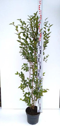 Storpack Liguster Atrovirens eller Ovalifolium 40/60 Krukodlad Co 2, Kvalitet Landscape Q - Fraktfritt