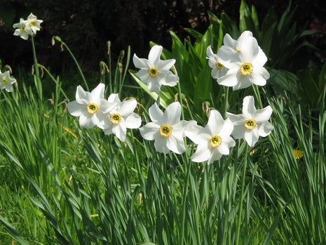 Tilbudsblanding af liljer og tulipaner - Gratis forsendelse - Spar 50%