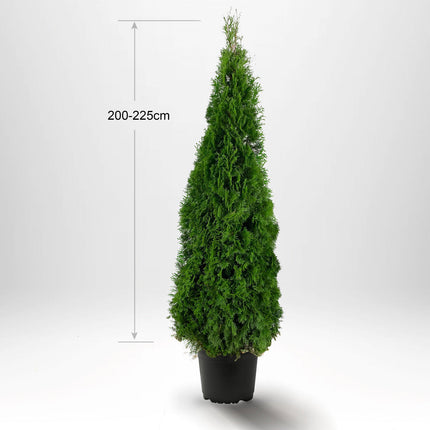 Thuja Smaragd 200-225 cm, Krukodlad 35L, Kvalite: Landscape Quality XXL