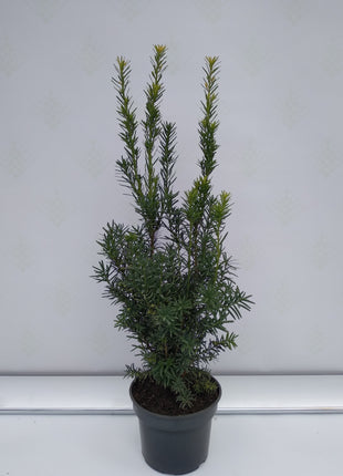 Taxus Hilli 30+ cm, Krukodlad 2 L