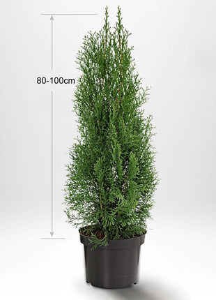 Thuja Occ Smaragd 80-100 cm, ruukussa kasvatettu, Laatu: Vakio 