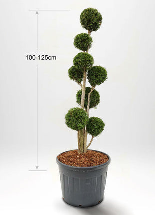 Thuja Smaragd bonsai 60-175 cm, Ruukku 20-90L, Laatu: Maisemalaatu