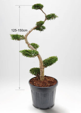 Thuja Smaragd Bonsai 125-150 cm, Potte 55L, Kvalitet: Landskabskvalitet
