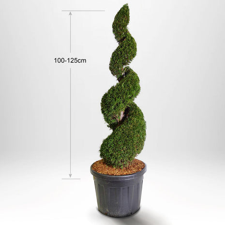 Thuja Smaragd spiral 100-175 cm, Potte 25-90L, Kvalitet: Landskabskvalitet