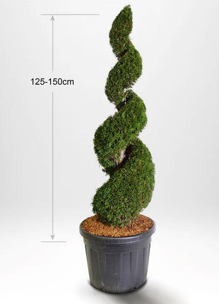 Thuja Smaragd spiral 100-175 cm, Potte 25-90L, Kvalitet: Landskabskvalitet