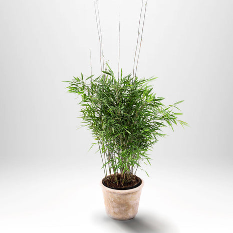 Blank bambus - Fargesia Trifina, potte