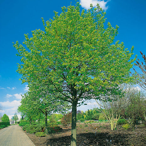 Skogslind Tilia cordata - Co 5/10 - Ca 200+ cm