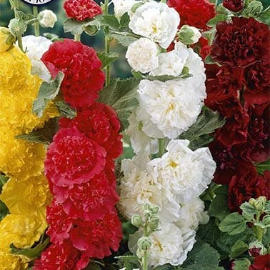 Stockros-Alcea Mixed 3-pack