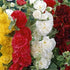 Stockros-Alcea Mixed 3-pack