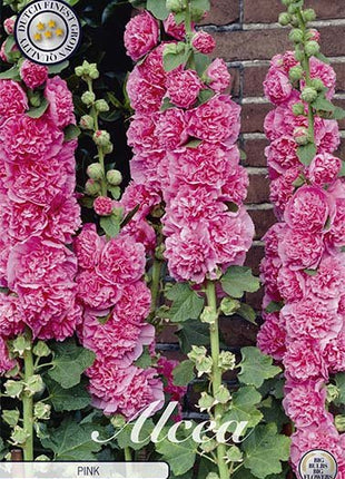 Alcea Pink 1-pack - Svedberga Plantskola AB - Köp växter Online med hemleverans.